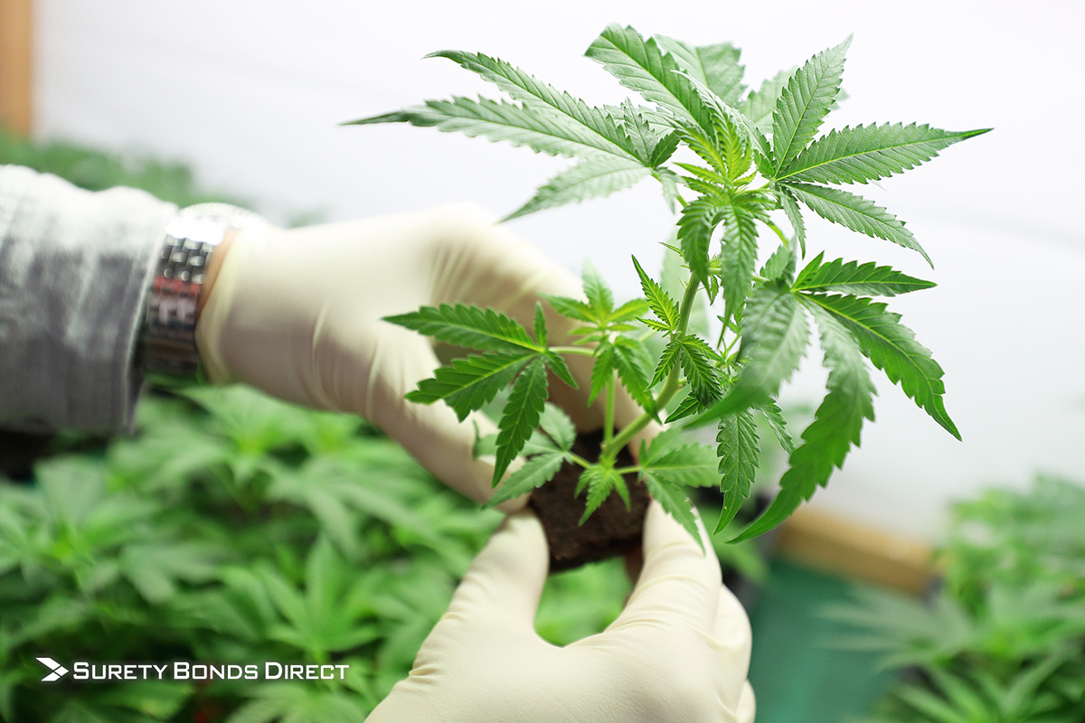 Medical Marijuana Cultivation